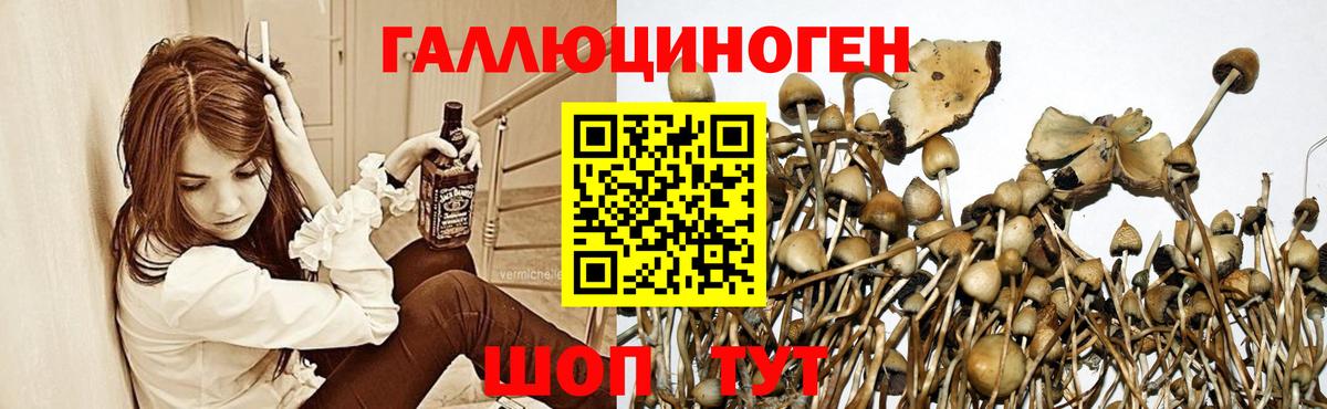 Галлюциногенные грибы Psilocybine cubensis Пермь